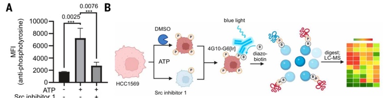  【技术突破】从细胞内到细胞表面：Src激酶定位重写50年教科书 新闻
