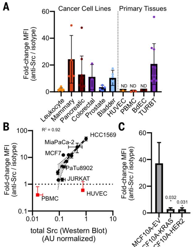  【技术突破】从细胞内到细胞表面：Src激酶定位重写50年教科书 新闻